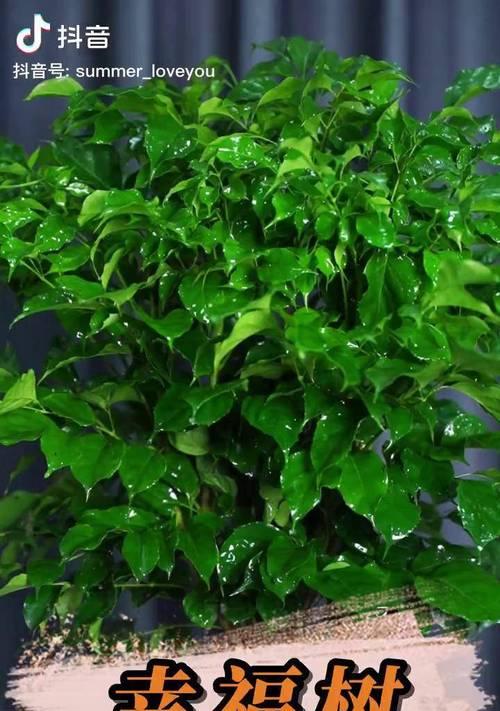 绿宝植物的正确养护方法？