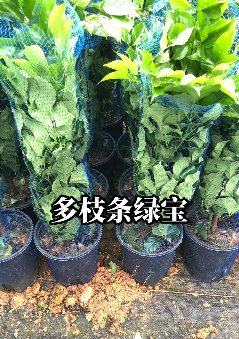 绿宝植物的正确养护方法？