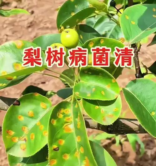 梨树落叶的原因是什么？如何预防和处理？