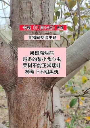 梨树落叶的原因是什么？如何预防和处理？