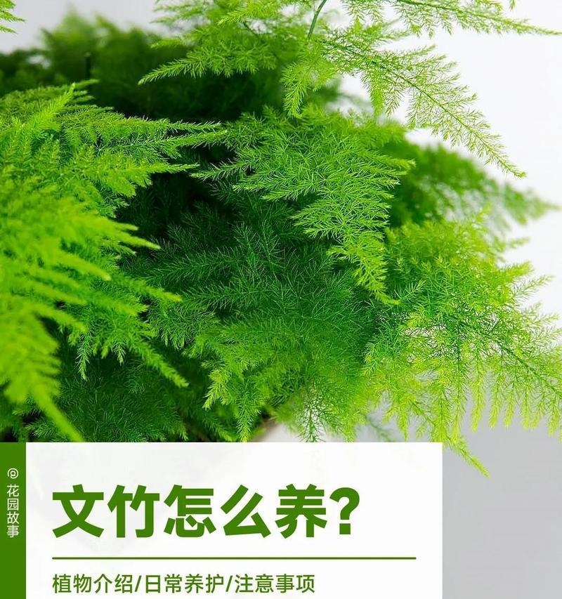 文竹冬季如何养护？需要注意哪些问题？