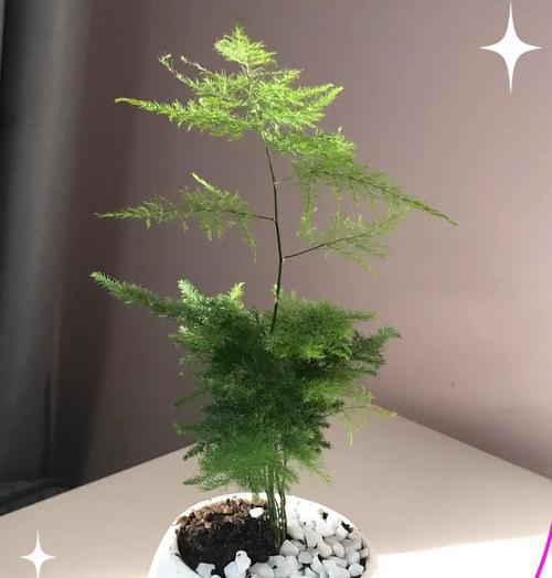 文竹冬季如何养护？需要注意哪些问题？