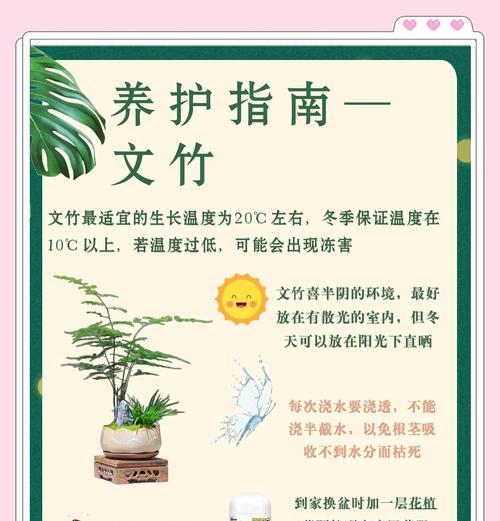 文竹冬季如何养护？需要注意哪些问题？