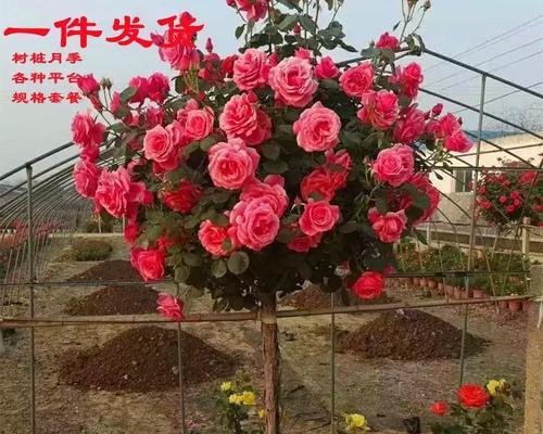 盆栽月季树的正确养护方式有哪些？