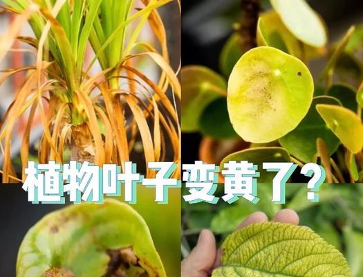 植物光照不足如何解决？