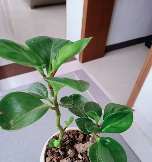 豆瓣绿水培的步骤和水培豆瓣绿的注意事项？