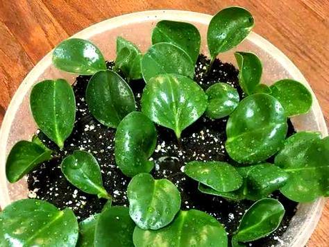 豆瓣绿水培的步骤和水培豆瓣绿的注意事项？