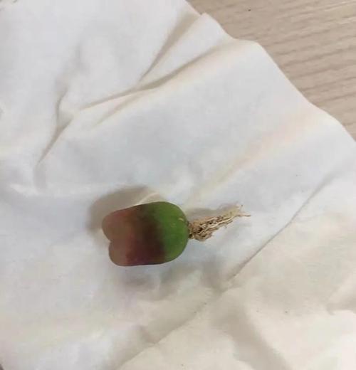 养生石花的正确方法是什么？