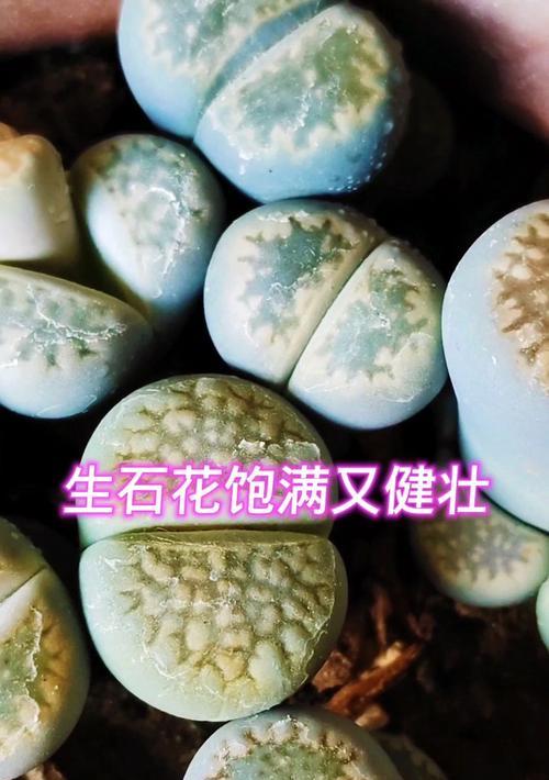 养生石花的正确方法是什么？