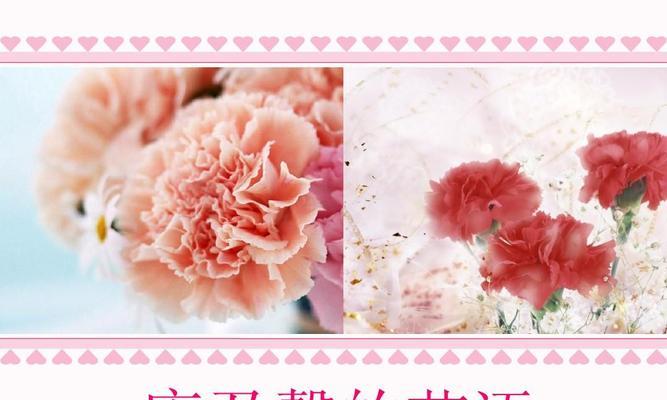康乃馨都有什么品种？不同品种的花语和用途是什么？