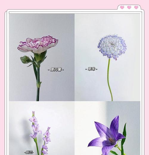 康乃馨都有什么品种？不同品种的花语和用途是什么？