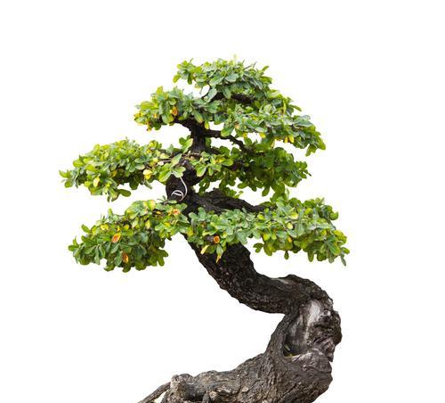 盆景榕树繁殖方法有哪些？
