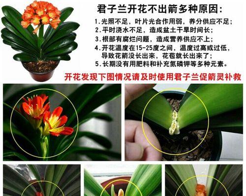 君子兰开花的促进方法是什么？