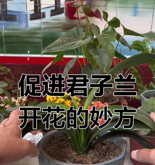 君子兰开花的促进方法是什么？