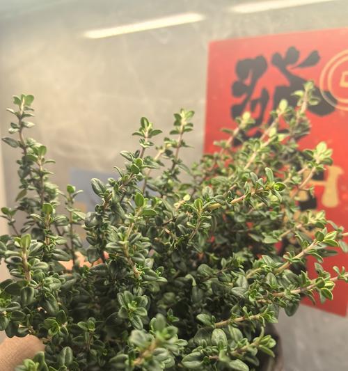 百里香的种植和养护方法？