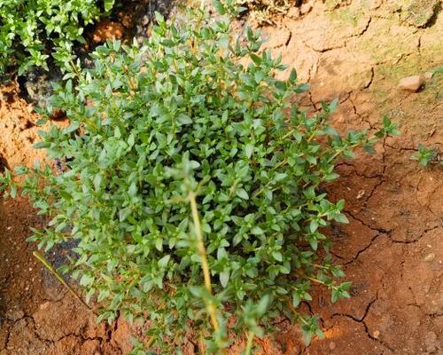 百里香的种植和养护方法？