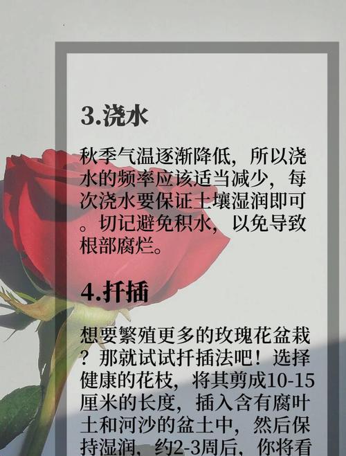 玖瑰花有哪些品种？玖瑰花品种选择指南是什么？