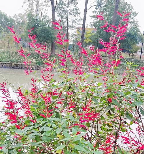 如何促进植物开花？让花开有哪些常见问题？