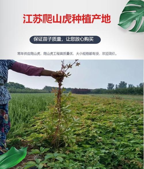 爬山虎的种植技巧和注意事项？