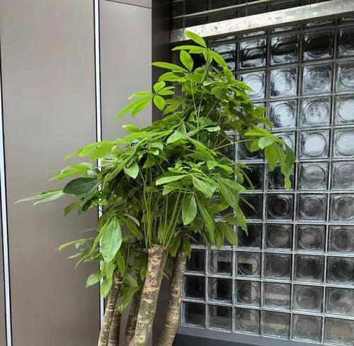 招财树的饲养技巧有哪些？如何保持其旺盛的生长？