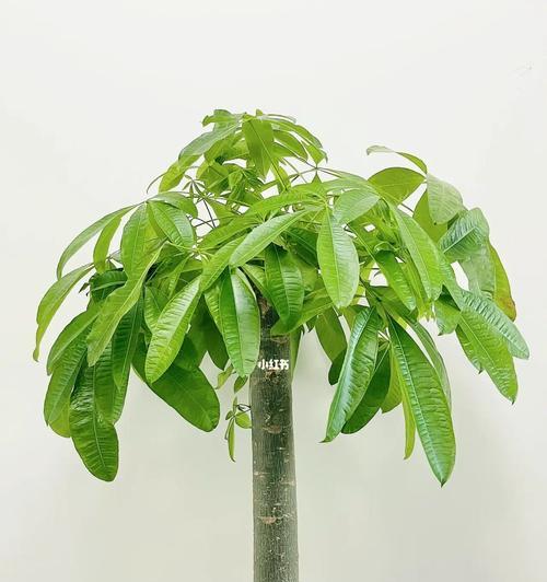 招财树的饲养技巧有哪些？如何保持其旺盛的生长？