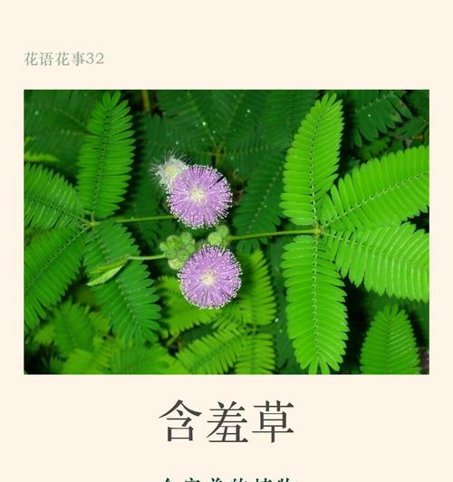 怎么样的含羞草？含羞草的养护和特性是什么？