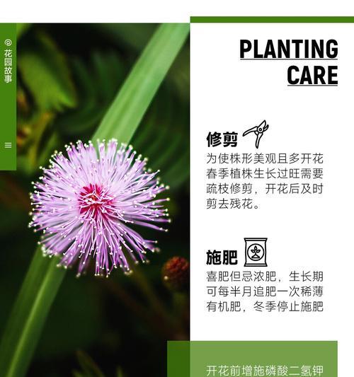 怎么样的含羞草？含羞草的养护和特性是什么？