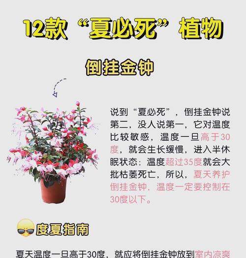 不死鸟夏季养护的注意事项有哪些？