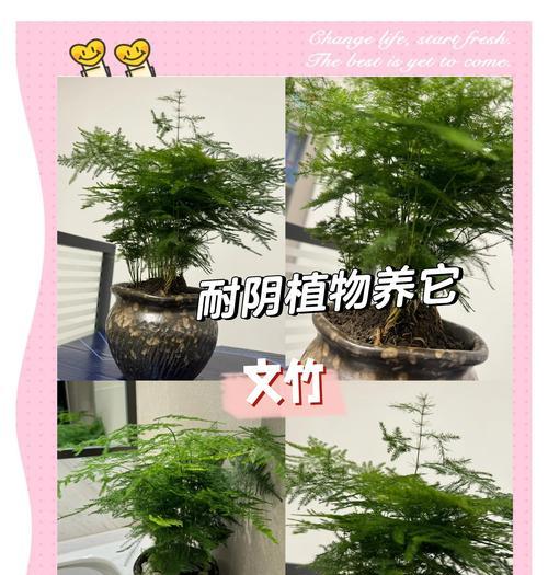 文竹的养殖方法和常见问题是什么？