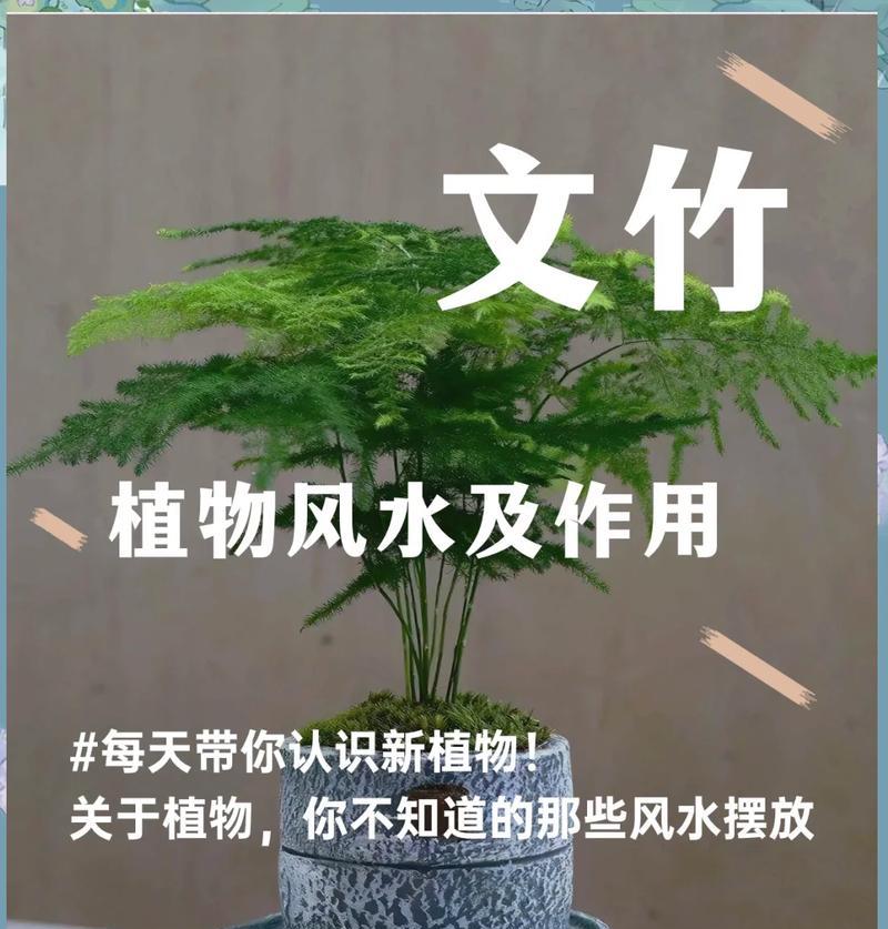 文竹的养殖方法和常见问题是什么？