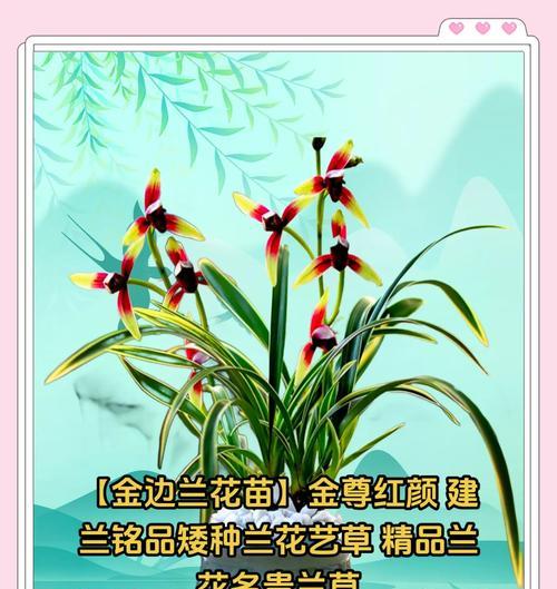 金边兰品种有哪些？金边兰的养殖方法是什么？