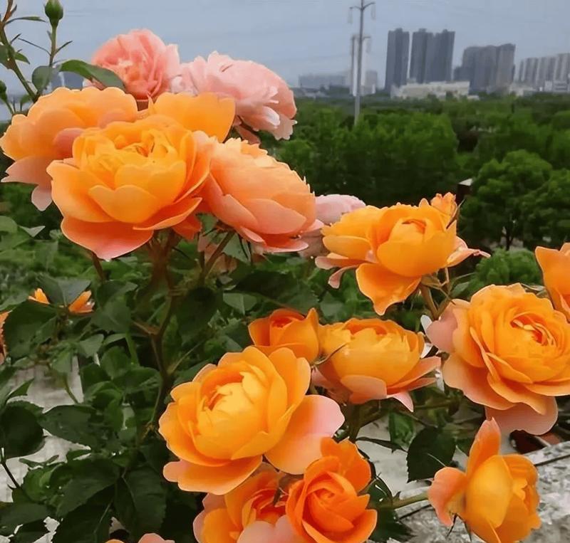 多季月季有哪些品种？如何选择多季开花的月季品种？