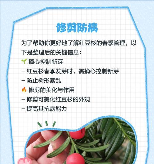 红豆杉叶子干燥的解决方法是什么？