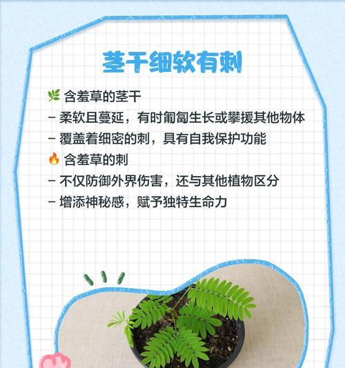 含羞草种子的外观特征是什么？