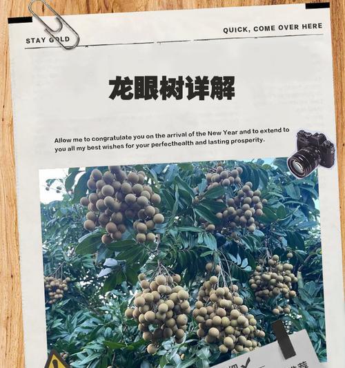 龙眼树的种植方法有哪些？