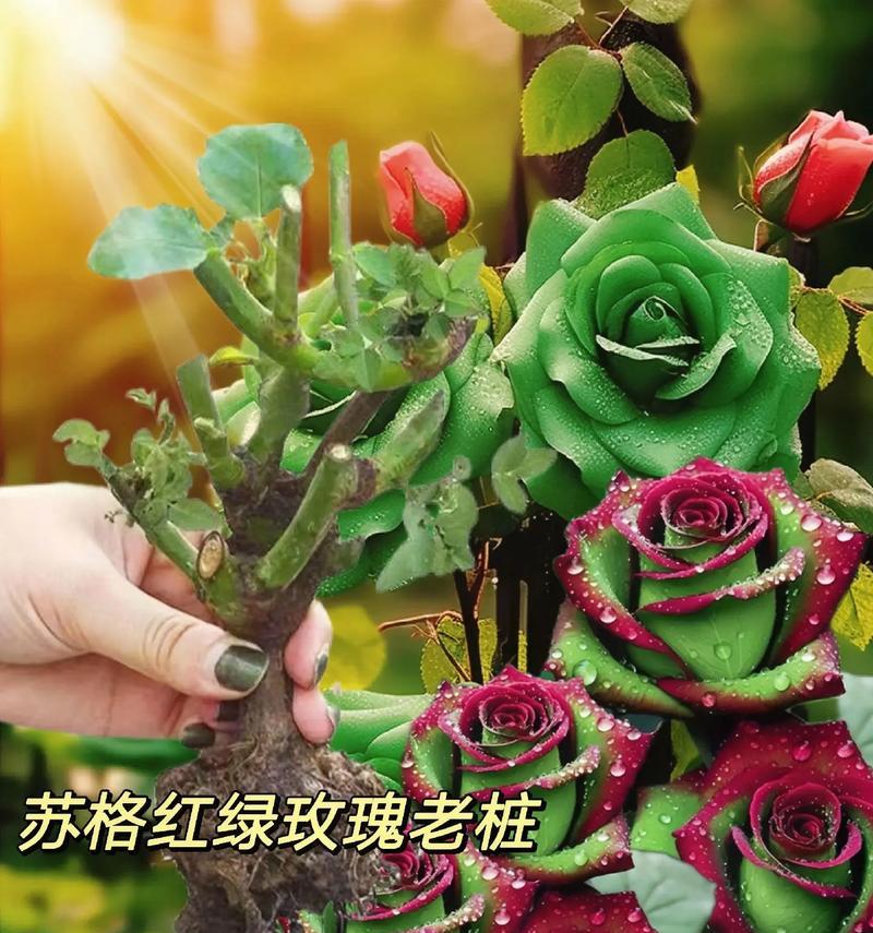 玫瑰有哪些种类？哪种玫瑰最适合你？