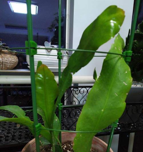 昙花如何修剪？昙花的修剪技巧有哪些？