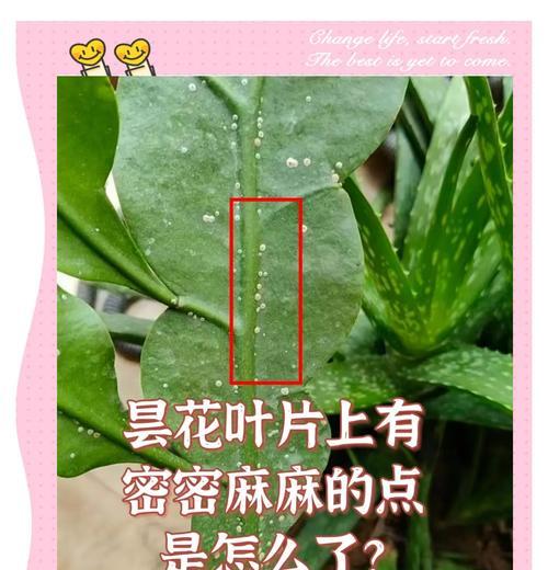 昙花如何修剪？昙花的修剪技巧有哪些？