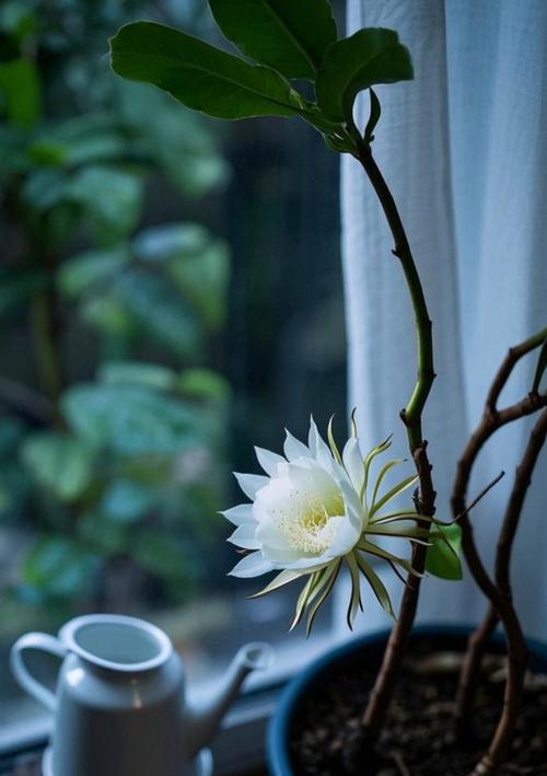 昙花如何修剪？昙花的修剪技巧有哪些？