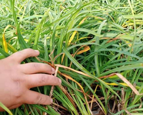 萱草种植方法有哪些？如何确保成活率？