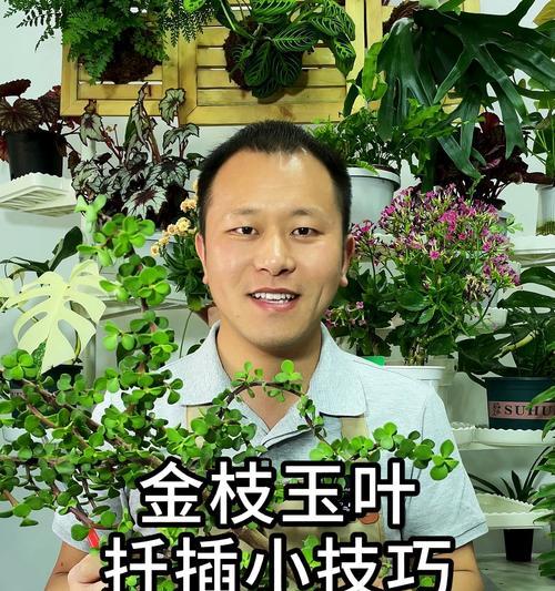 金枝玉叶生根的技巧有哪些？怎样促进其快速生根？