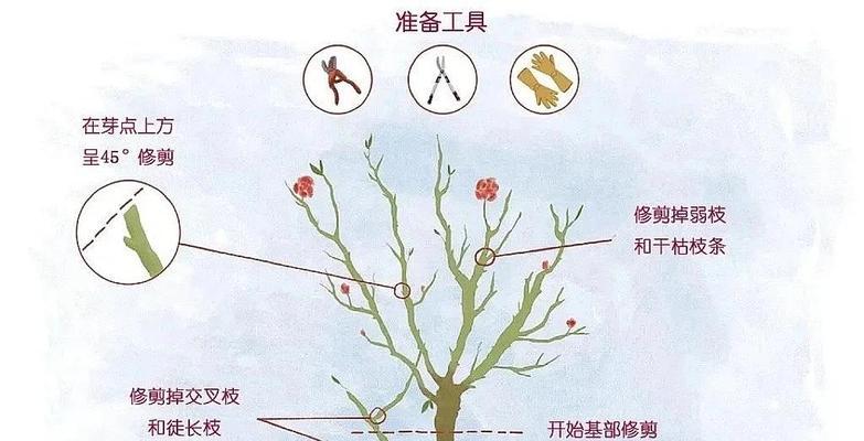蔷薇修剪的正确时机和技巧是什么？