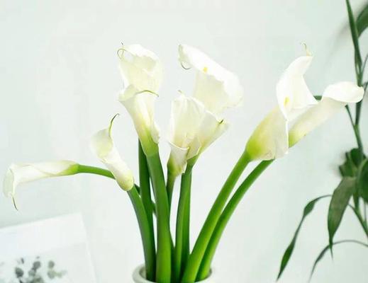 马蹄莲冬季保养的正确方法？