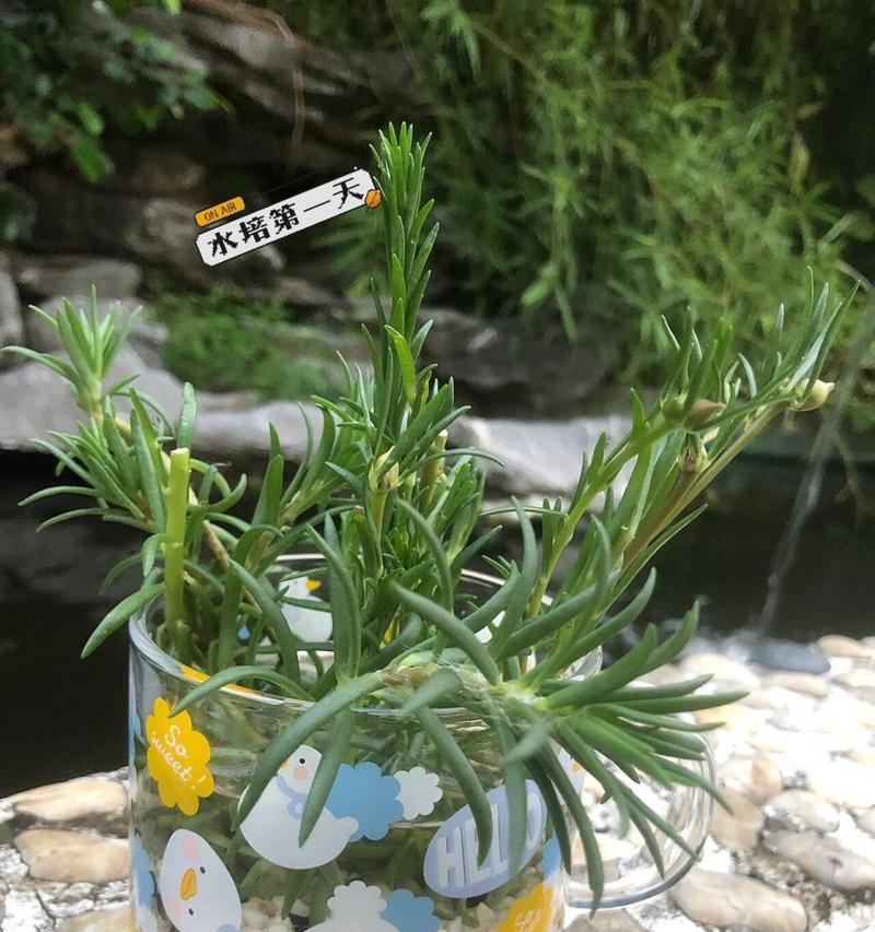 向日葵水培方法是什么？
