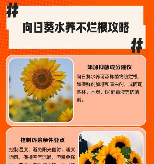 向日葵水培方法是什么？