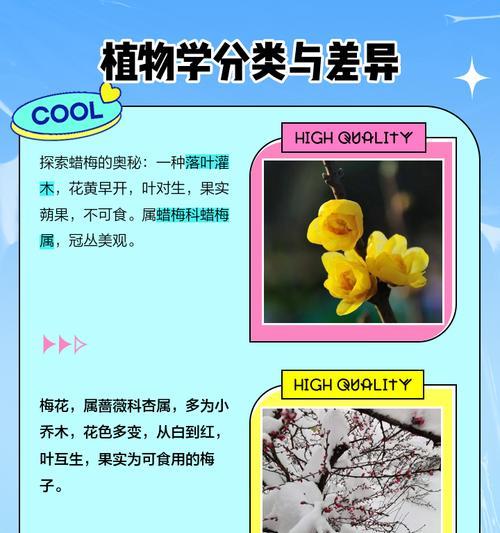 怎么养蜡梅？蜡梅的养殖方法和注意事项是什么？