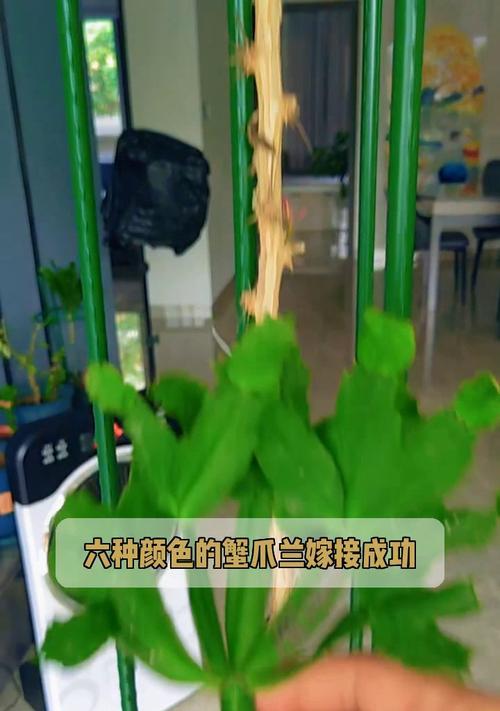 虎刺梅与蟹爪兰嫁接的步骤是什么？