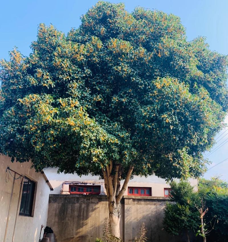 秋季适合种植哪些类型的树木？