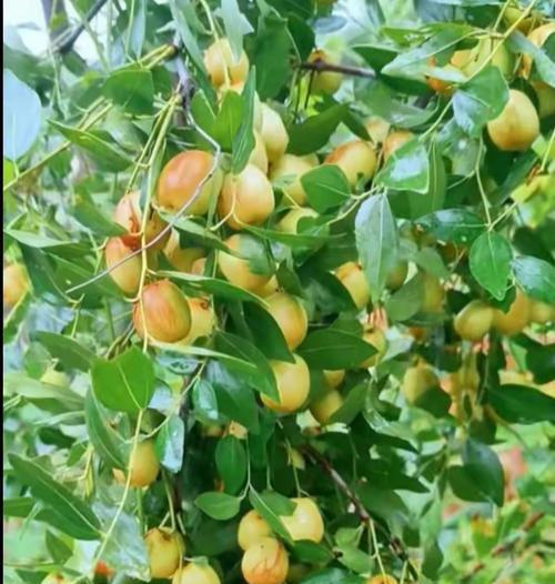 秋季适合种植哪些类型的树木？