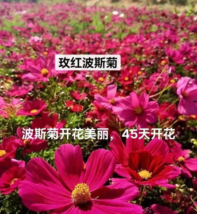 波斯菊种子播种技巧有哪些？